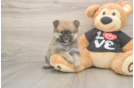 Cute Deutscher Spitz Purebred Puppy