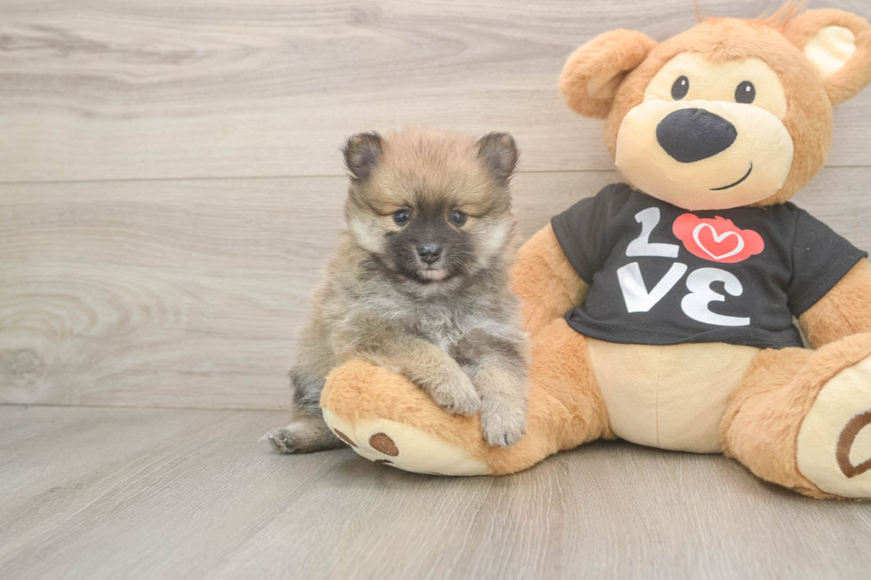 Cute Deutscher Spitz Purebred Puppy