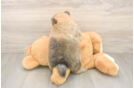 Popular Pomeranian Purebred Pup
