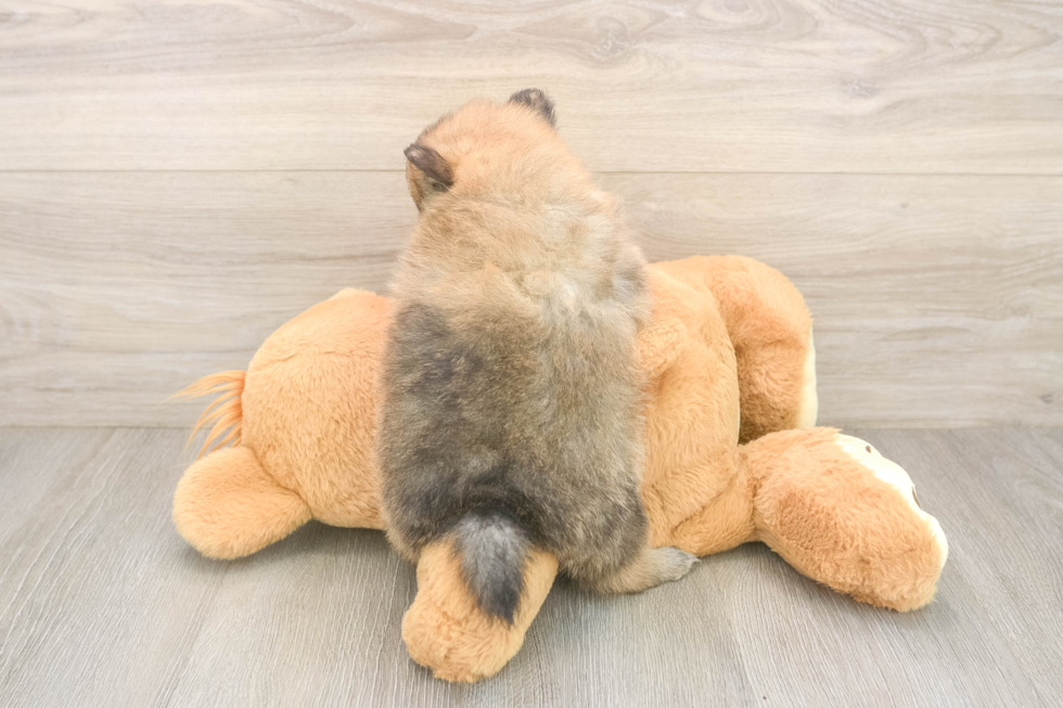 Popular Pomeranian Purebred Pup