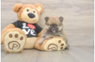Pomeranian Pup Being Cute