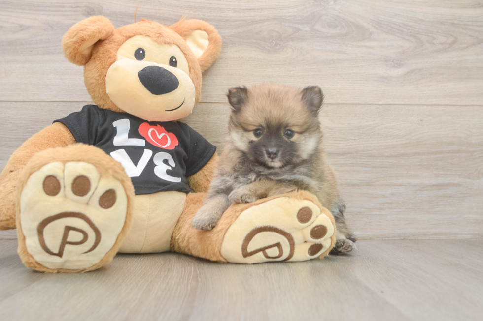 Pomeranian Pup Being Cute