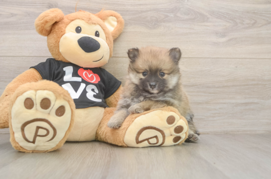 Pomeranian Pup Being Cute