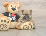 8 week old Pomeranian Puppy For Sale - Puppy Love PR 8 week old Pomeranian Puppy For Sale - Puppy Love PR