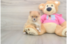 Pomeranian Puppy for Adoption