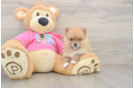 Best Pomeranian Baby