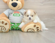 7 week old Pomeranian Puppy For Sale - Puppy Love PR