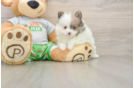Small Pomeranian Baby