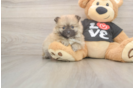 Pomeranian Puppy for Adoption
