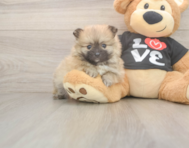 8 week old Pomeranian Puppy For Sale - Puppy Love PR 8 week old Pomeranian Puppy For Sale - Puppy Love PR