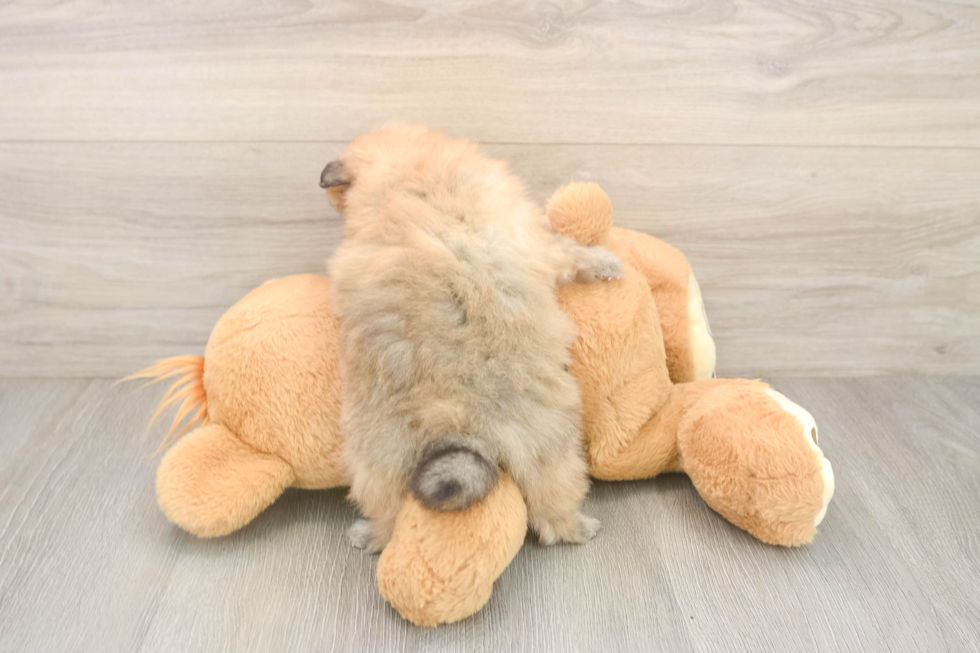 Friendly Pomeranian Baby