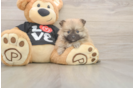 Friendly Pomeranian Purebred Pup