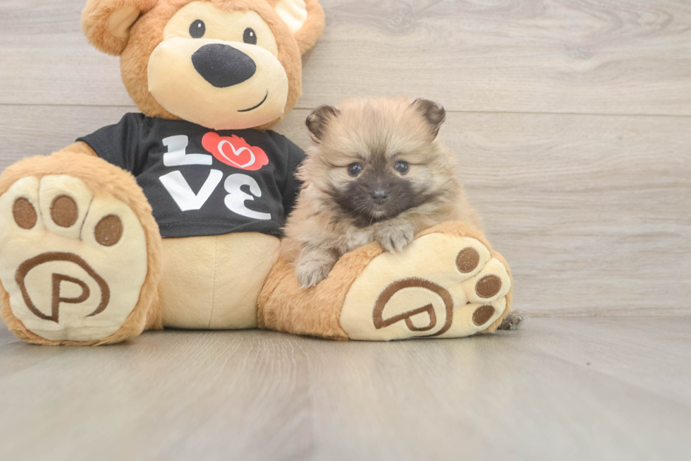 Friendly Pomeranian Purebred Pup