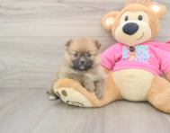 7 week old Pomeranian Puppy For Sale - Puppy Love PR