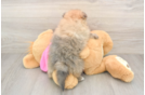 Best Pomeranian Baby