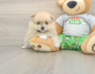 7 week old Pomeranian Puppy For Sale - Puppy Love PR