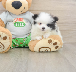 8 week old Pomeranian Puppy For Sale - Puppy Love PR