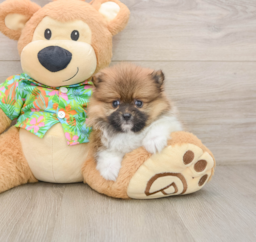 9 week old Pomeranian Puppy For Sale - Puppy Love PR