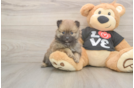 Funny Pomeranian Baby