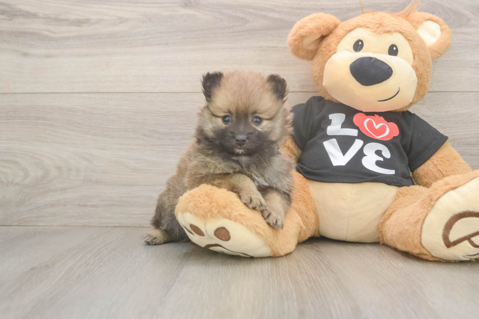 Funny Pomeranian Baby
