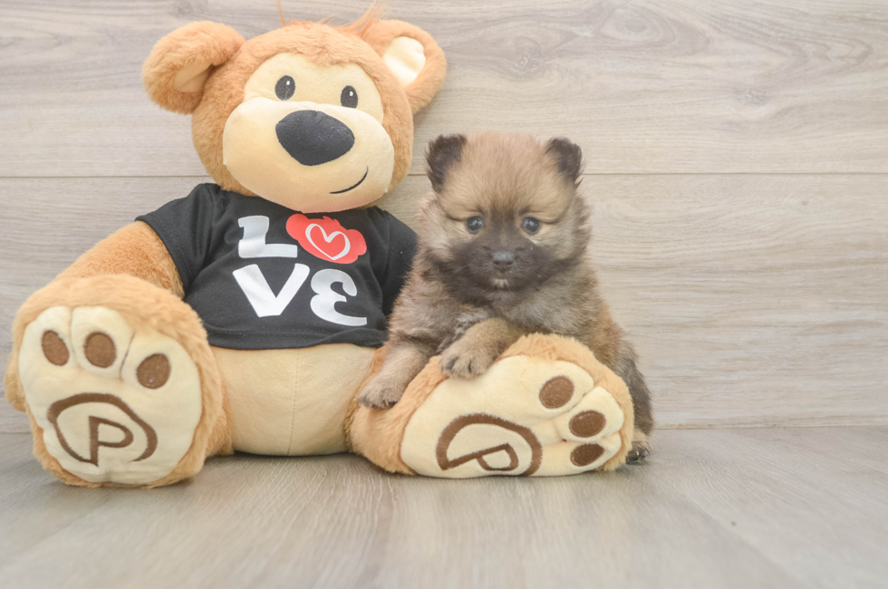 5 week old Pomeranian Puppy For Sale - Puppy Love PR