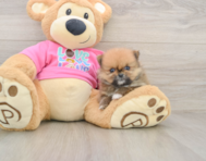 7 week old Pomeranian Puppy For Sale - Puppy Love PR