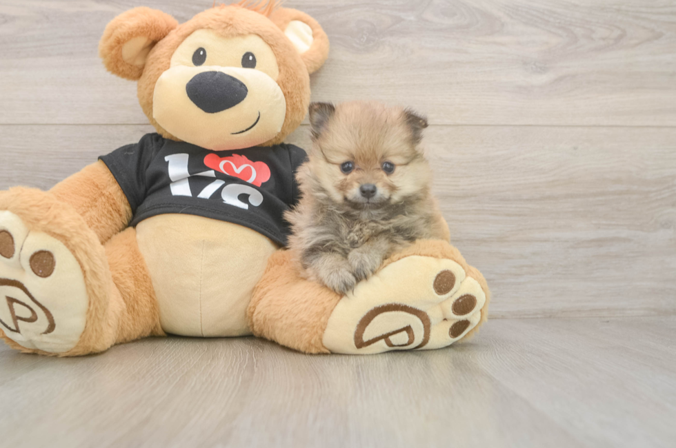 5 week old Pomeranian Puppy For Sale - Puppy Love PR