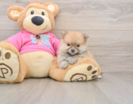 8 week old Pomeranian Puppy For Sale - Puppy Love PR