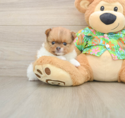 7 week old Pomeranian Puppy For Sale - Puppy Love PR