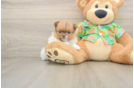 Happy Pom Dog Purebred Puppy