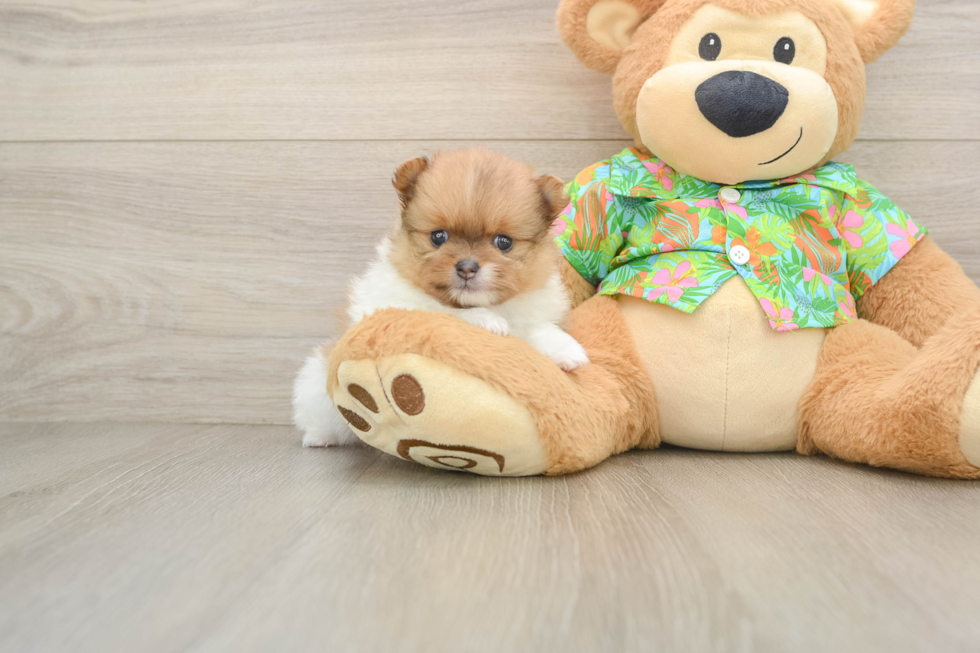 Happy Pom Dog Purebred Puppy