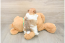 Best Pomeranian Baby