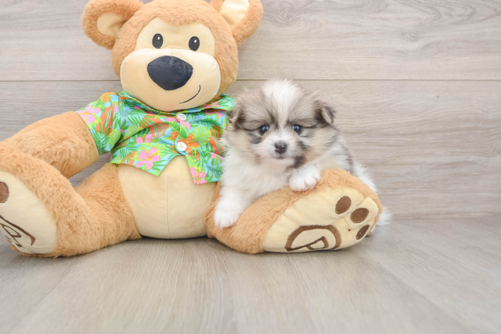 Popular Pomeranian Purebred Pup