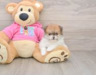7 week old Pomeranian Puppy For Sale - Puppy Love PR