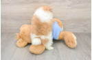 Smart Swergspitz Purebred Puppy