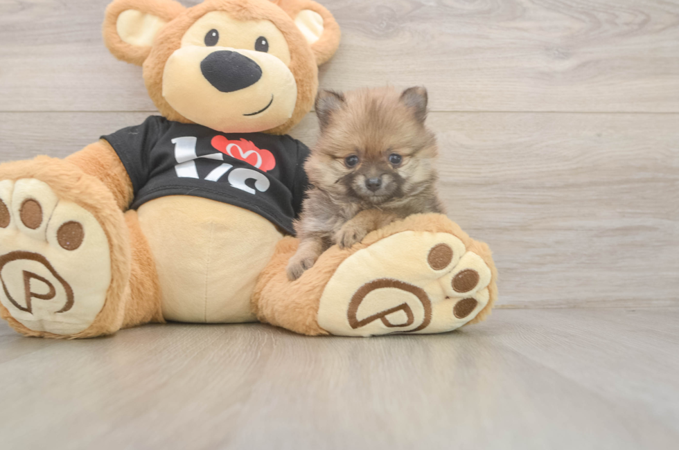 5 week old Pomeranian Puppy For Sale - Puppy Love PR