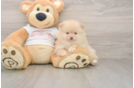Popular Pomeranian Baby