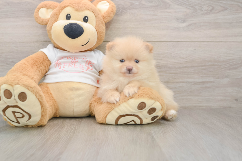 Popular Pomeranian Baby