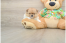 Hypoallergenic Pomeranian Purebred Pup