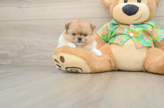 Hypoallergenic Pomeranian Purebred Pup