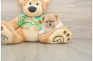Friendly Pomeranian Baby