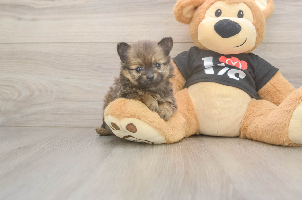 5 week old Pomeranian Puppy For Sale - Puppy Love PR