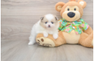 Funny Pomeranian Baby