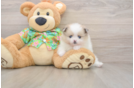 Adorable Pom Dog Purebred Puppy