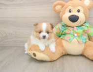 7 week old Pomeranian Puppy For Sale - Puppy Love PR
