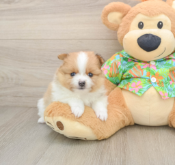 7 week old Pomeranian Puppy For Sale - Puppy Love PR