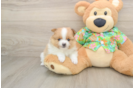 Pomeranian Pup Being Cute