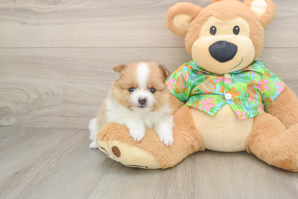 Pomeranian Pup Being Cute