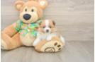 Playful Pomeranian Purebred Pup