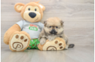 Cute Pom Purebred Puppy